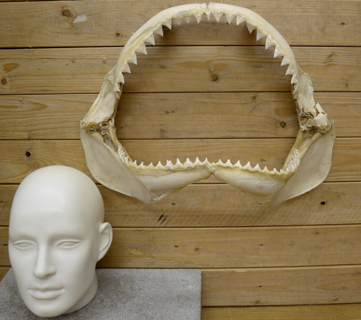 大特価販売中 サメの歯 サメ口顎 標本 - アンティーク/コレクション